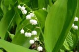 Convallaria keiskei