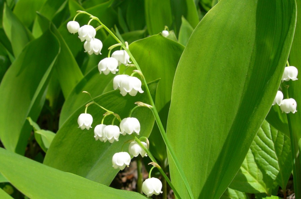 Image of Convallaria keiskei specimen.