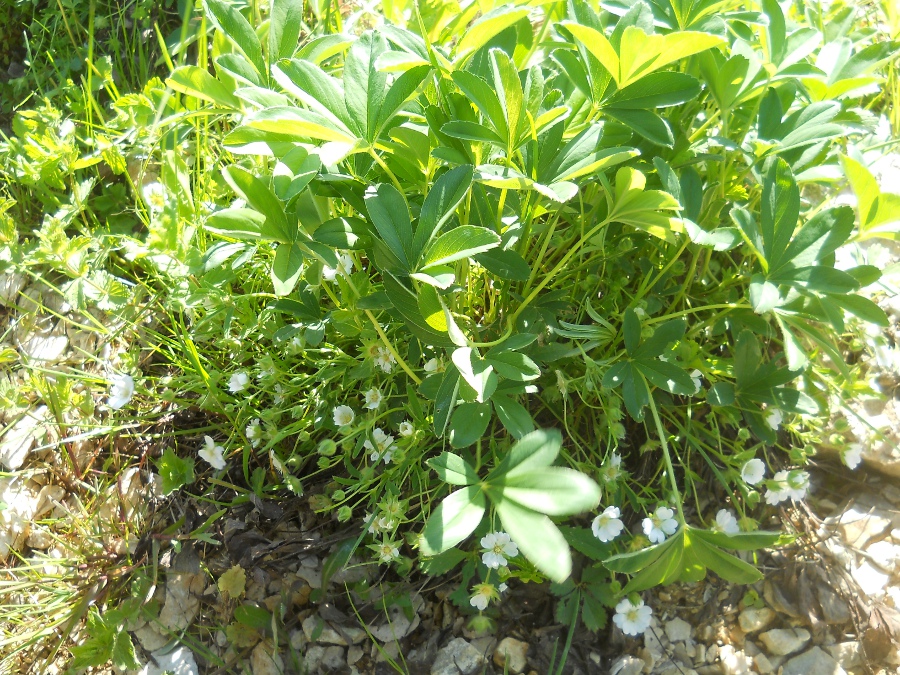 Image of Potentilla alba specimen.