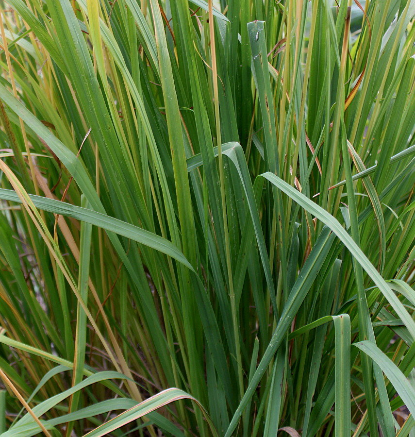 Image of Molinia caerulea specimen.