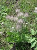 Pulsatilla ucrainica