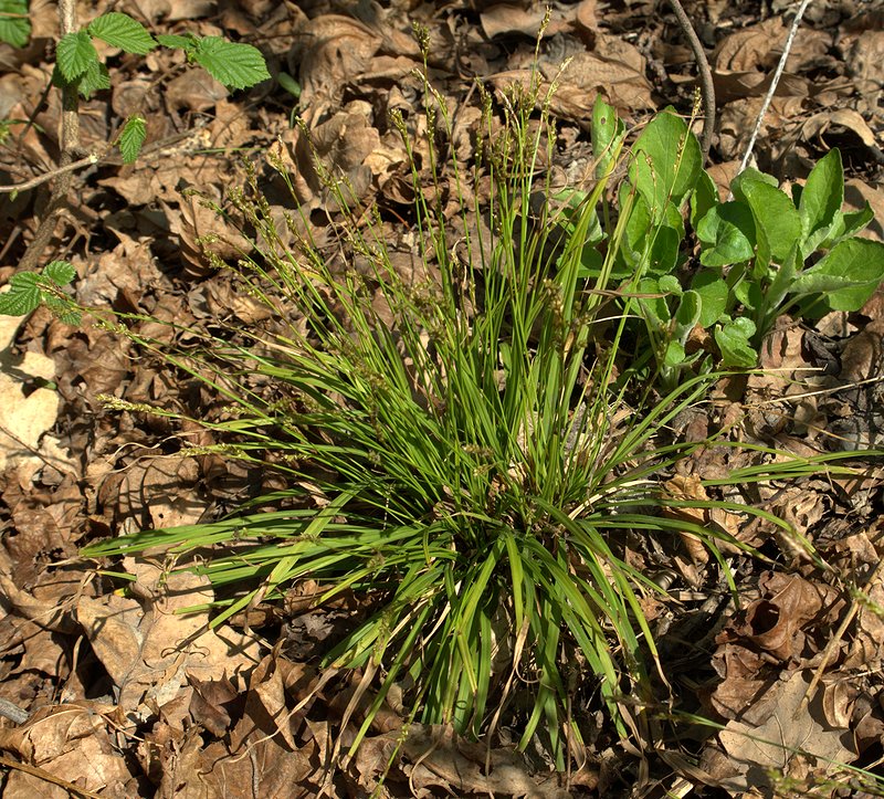 Image of Carex digitata specimen.