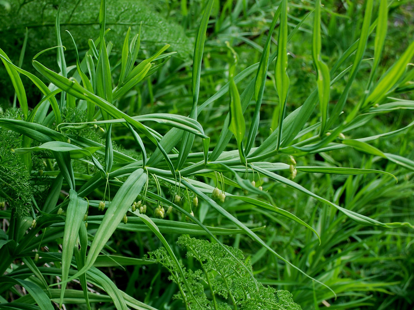 Изображение особи Polygonatum sewerzowii.