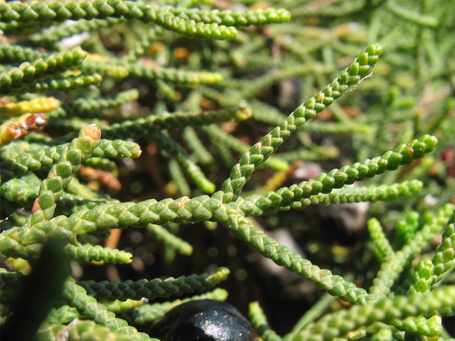 Изображение особи Juniperus phoenicea.