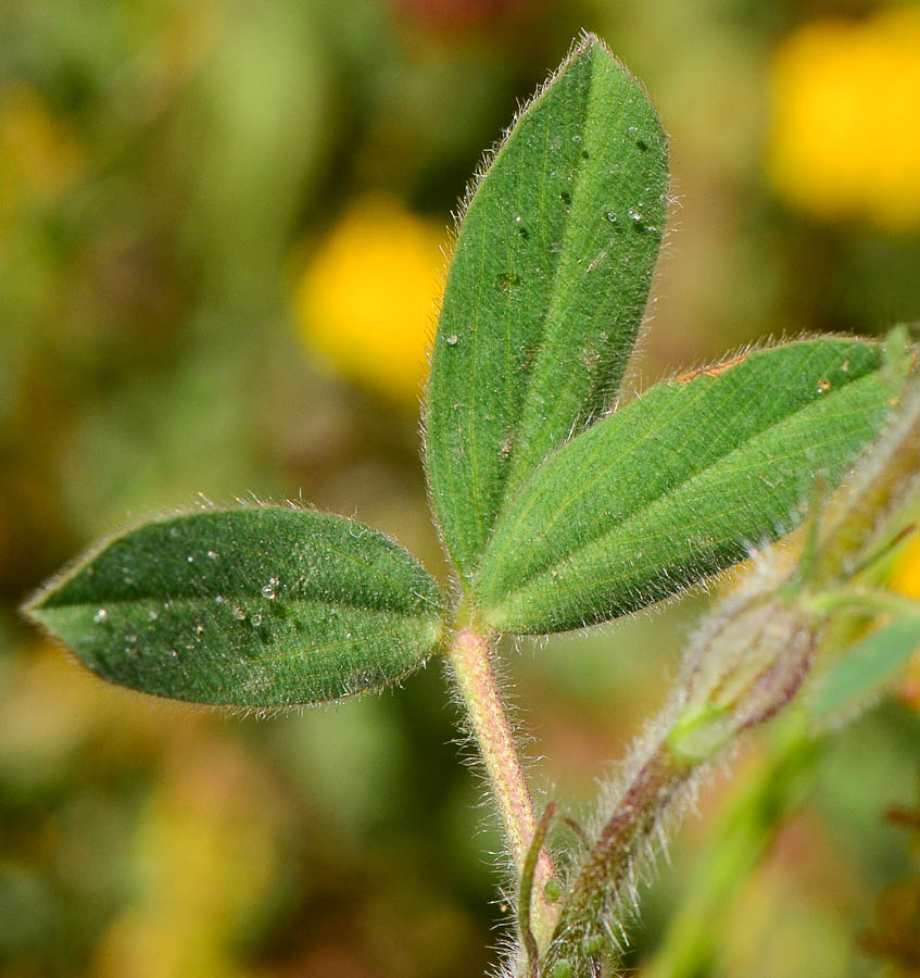 Image of Trifolium palaestinum specimen.