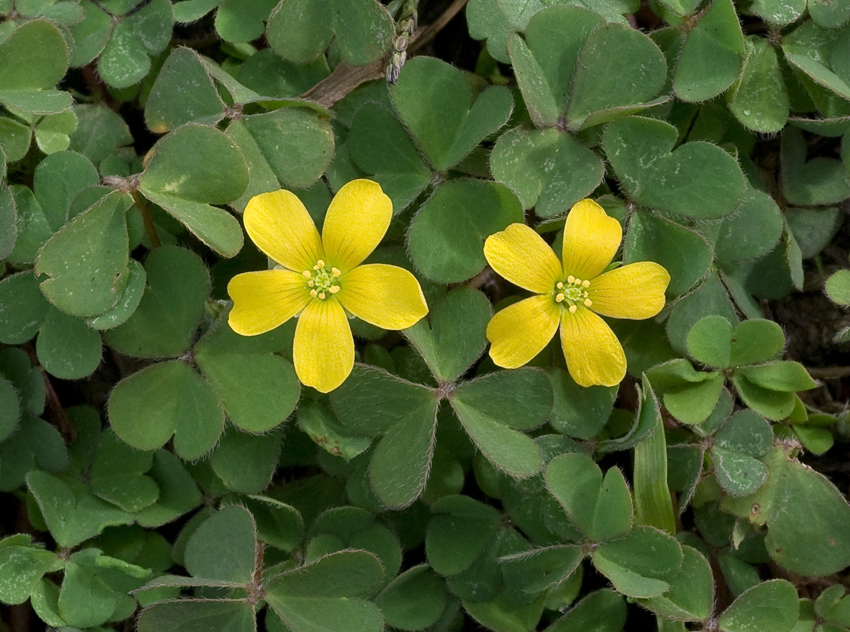 Изображение особи Oxalis corniculata.