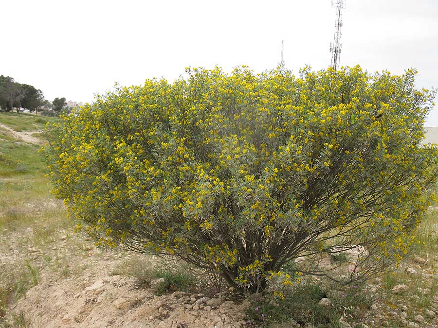 Изображение особи Senna artemisioides.