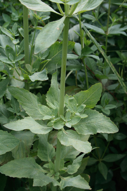 Image of Ostrowskia magnifica specimen.