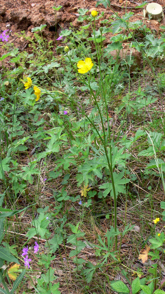 Image of Ranunculus polyanthemos specimen.