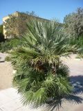 Chamaerops humilis