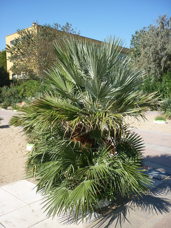 Image of Chamaerops humilis specimen.