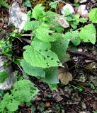 Lunaria rediviva. Плодоносящее растение с листьями, повреждёнными листоедами. Хорватия, Лика-Сень, Национальный парк «Плитвицкие озёра», лес по берегу озера. 05.09.2012.