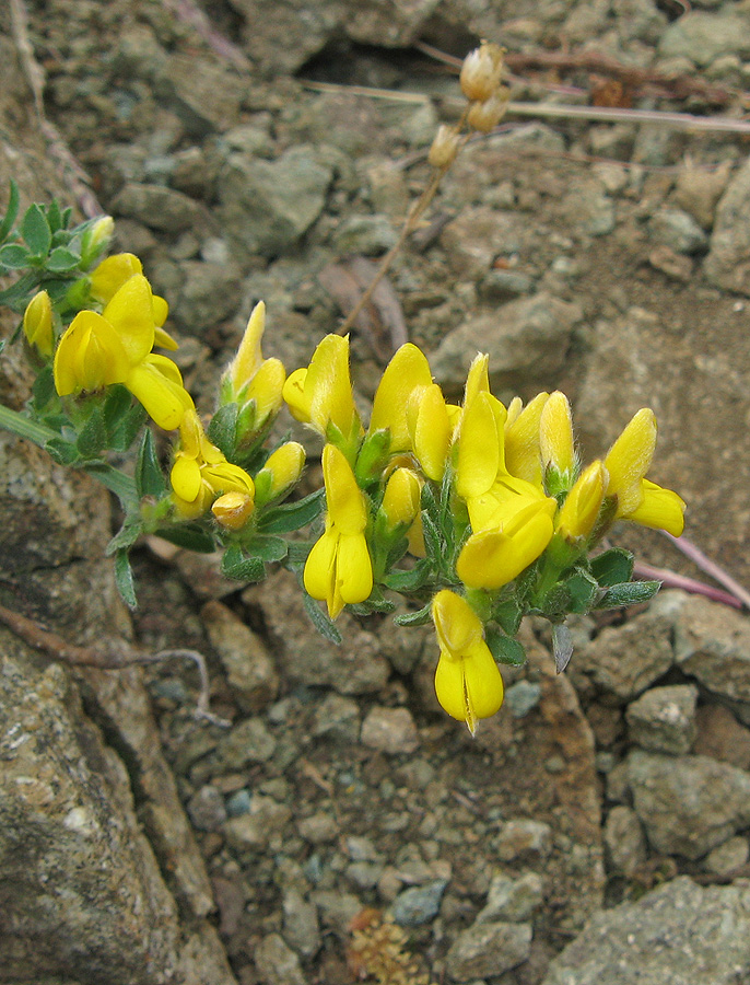 Image of Genista scythica specimen.