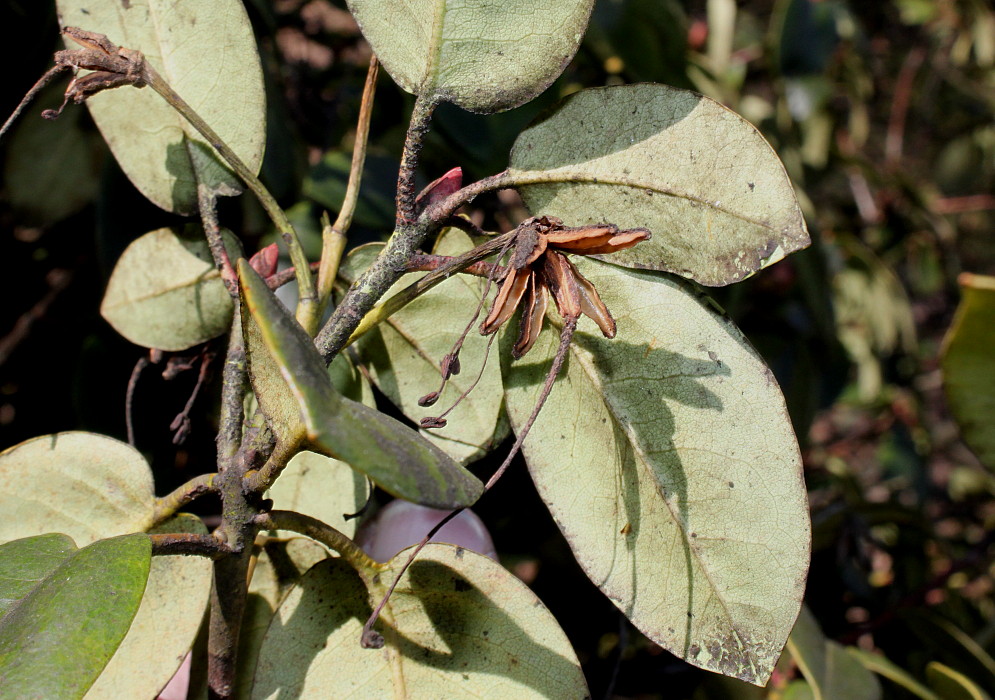 Изображение особи род Rhododendron.