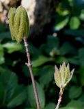 Acer triflorum