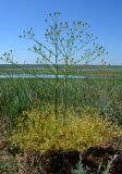 Ferula caspica