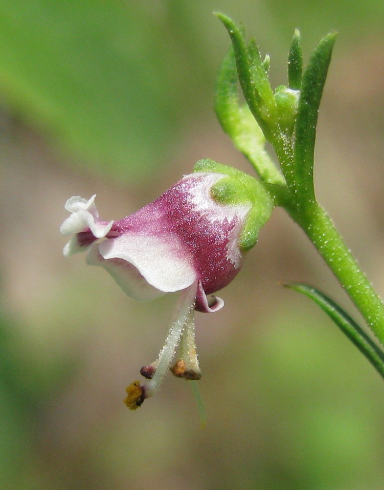 Image of Scrophularia bicolor specimen.