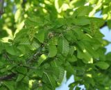 Carpinus orientalis. Ветвь с соплодиями. Нагорный Карабах, Мартунинский р-н, окр. дер. Мсмна, широколиственный лес. 06.05.2013.