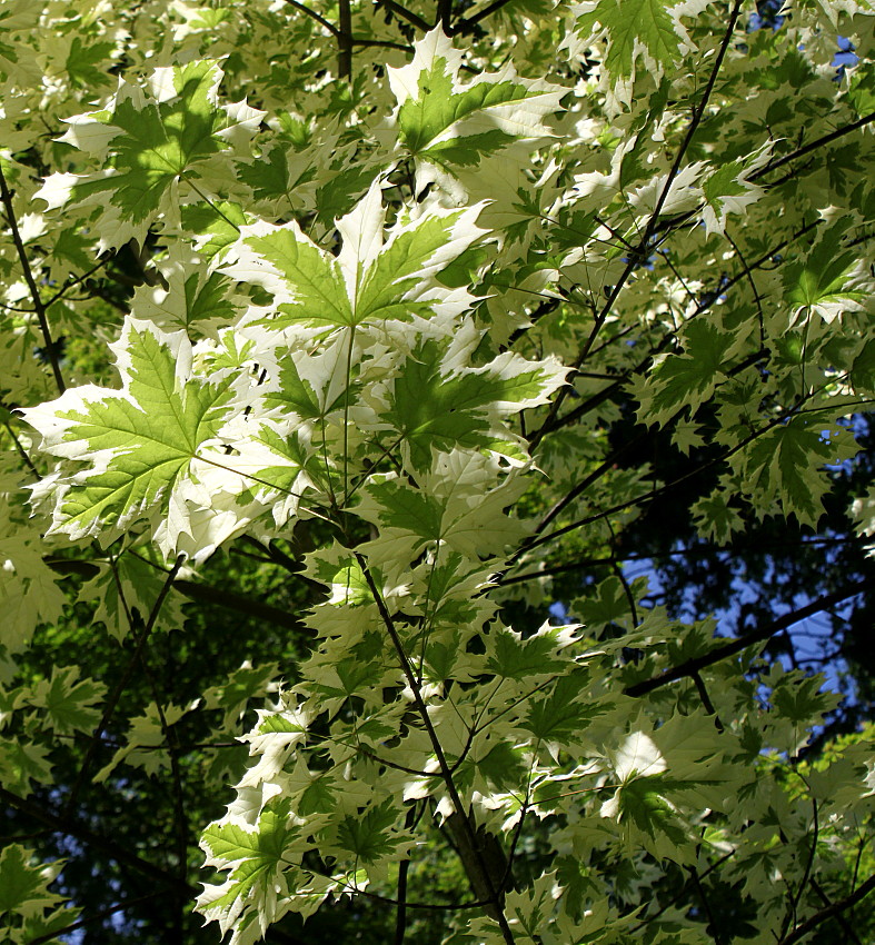 Image of Acer platanoides specimen.