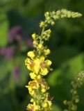 Verbascum marschallianum