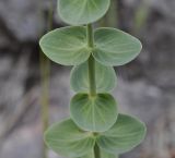 Hypericum vesiculosum