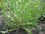 Crepis rhoeadifolia