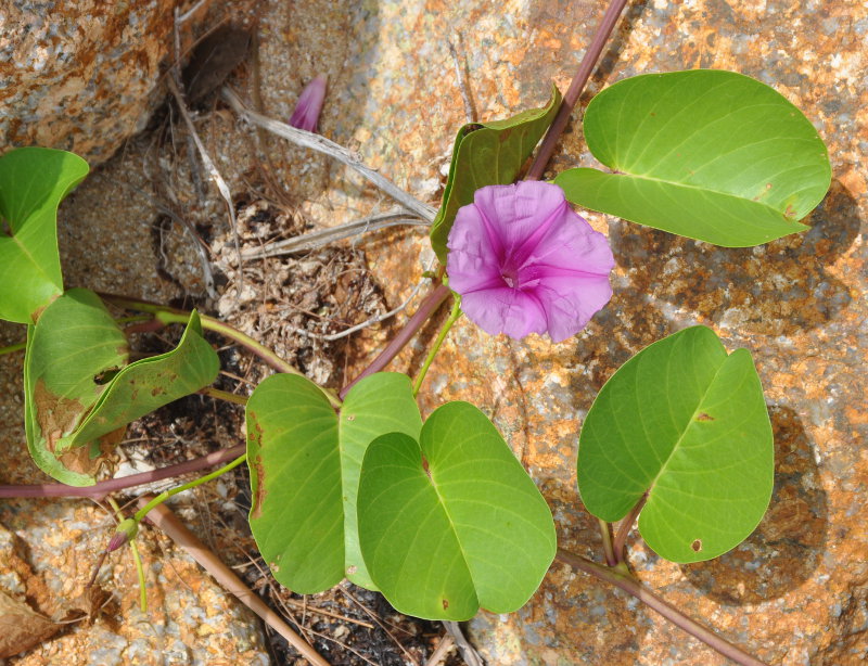 Изображение особи Ipomoea pes-caprae.