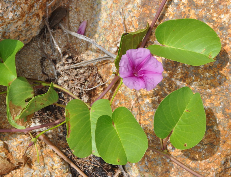 Image of Ipomoea pes-caprae specimen.