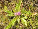 Cirsium esculentum. Цветущее растение. Свердловская обл., Горноуральский гор. округ, окр. пос. Уралец, заболачивающийся участок дна заброшенного дунитового карьера. 20.07.2013.