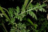 Artemisia tanacetifolia