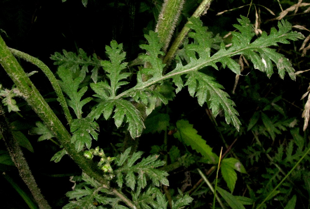 Изображение особи Artemisia tanacetifolia.