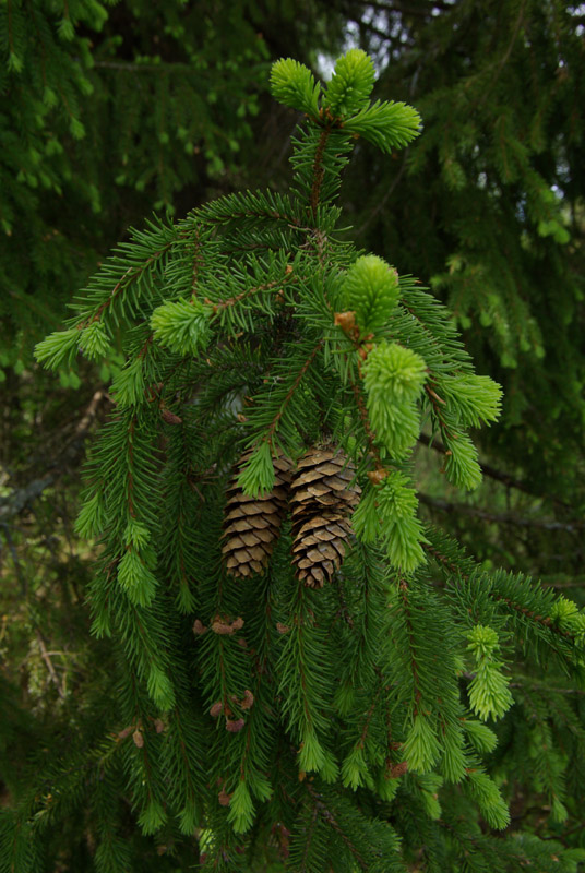 Image of Picea × fennica specimen.