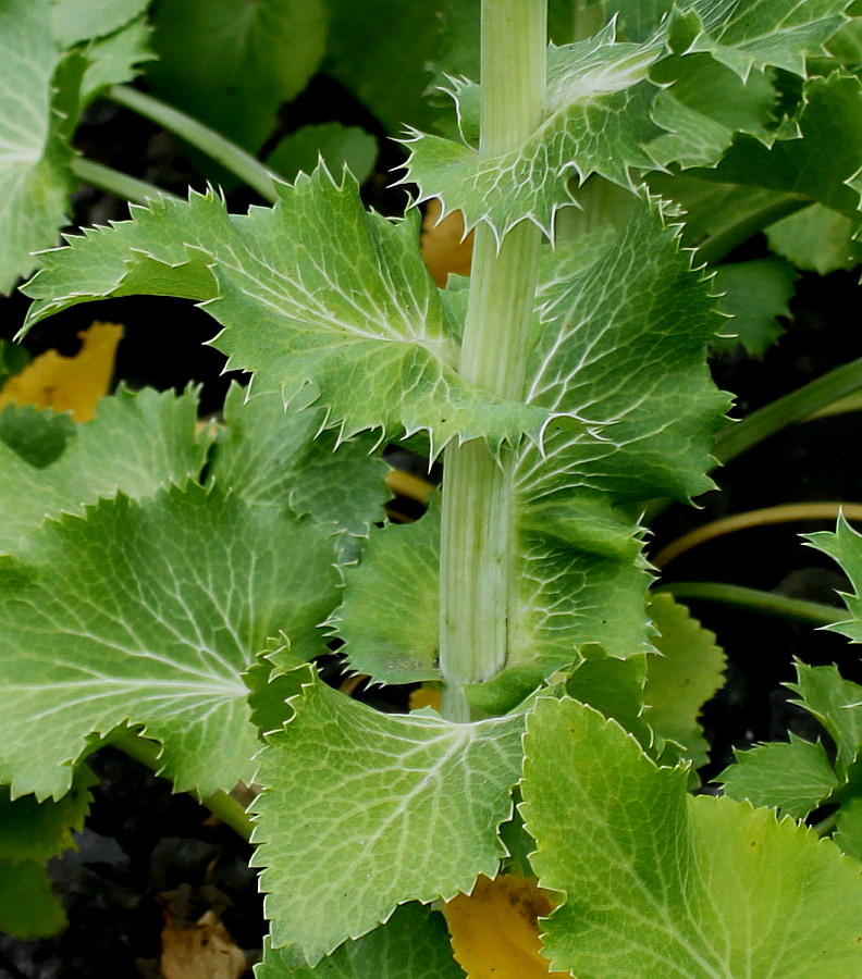 Изображение особи Eryngium giganteum.