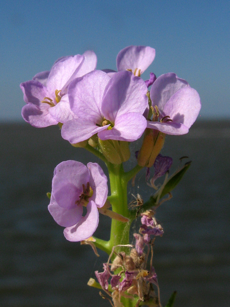 Image of Cakile euxina specimen.