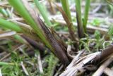 Carex appropinquata. Основания побегов с чешуевидными листьями. Костромская обл., Кологривский р-н, заповедник \"Кологривский лес\", осоково-сфагновое болото. 30 мая 2013 г.