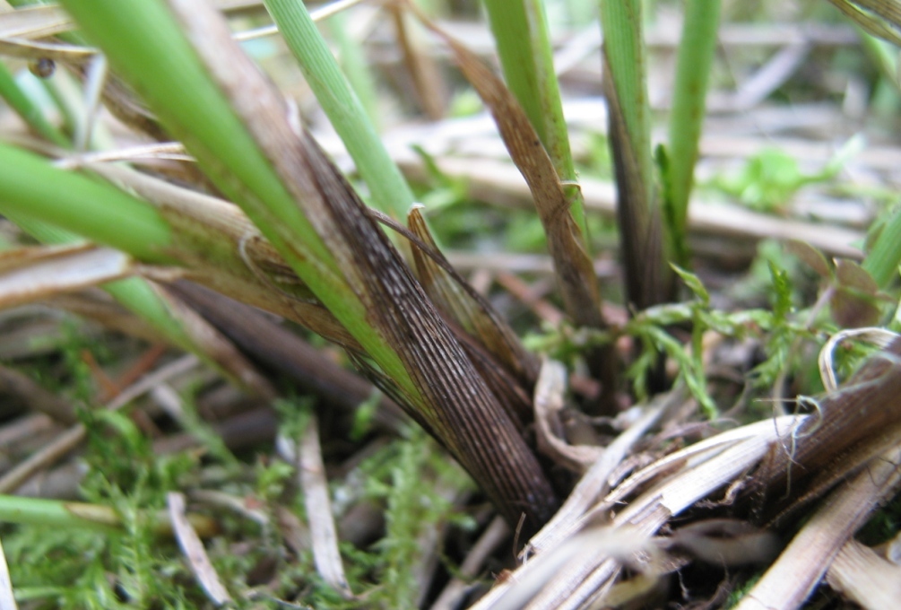 Image of Carex appropinquata specimen.