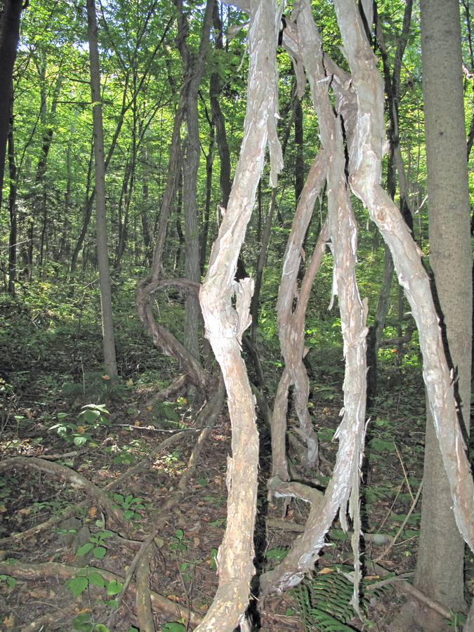 Изображение особи Actinidia kolomikta.