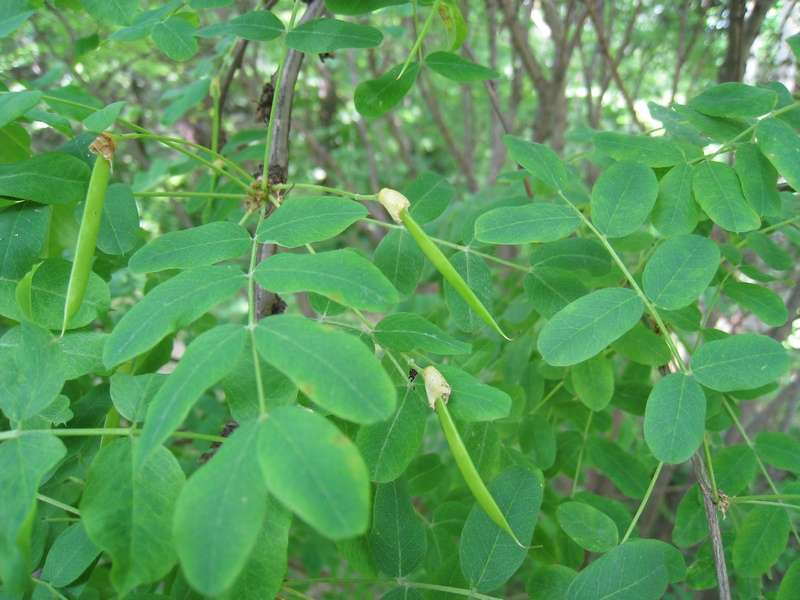 Image of Caragana arborescens specimen.