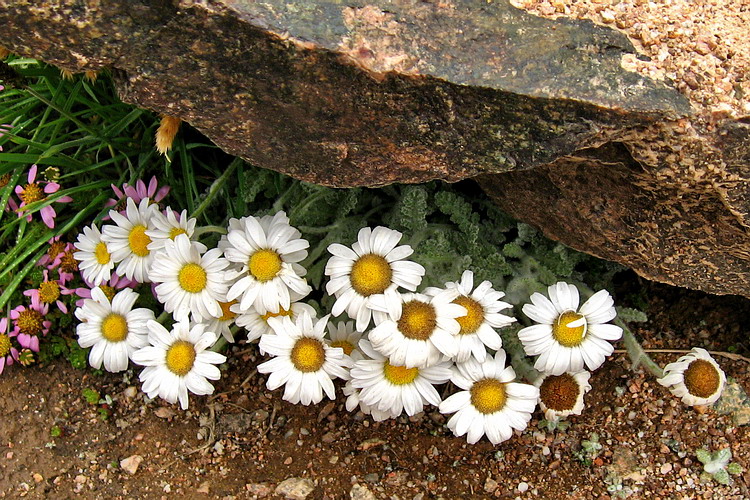 Image of Richteria leontopodium specimen.