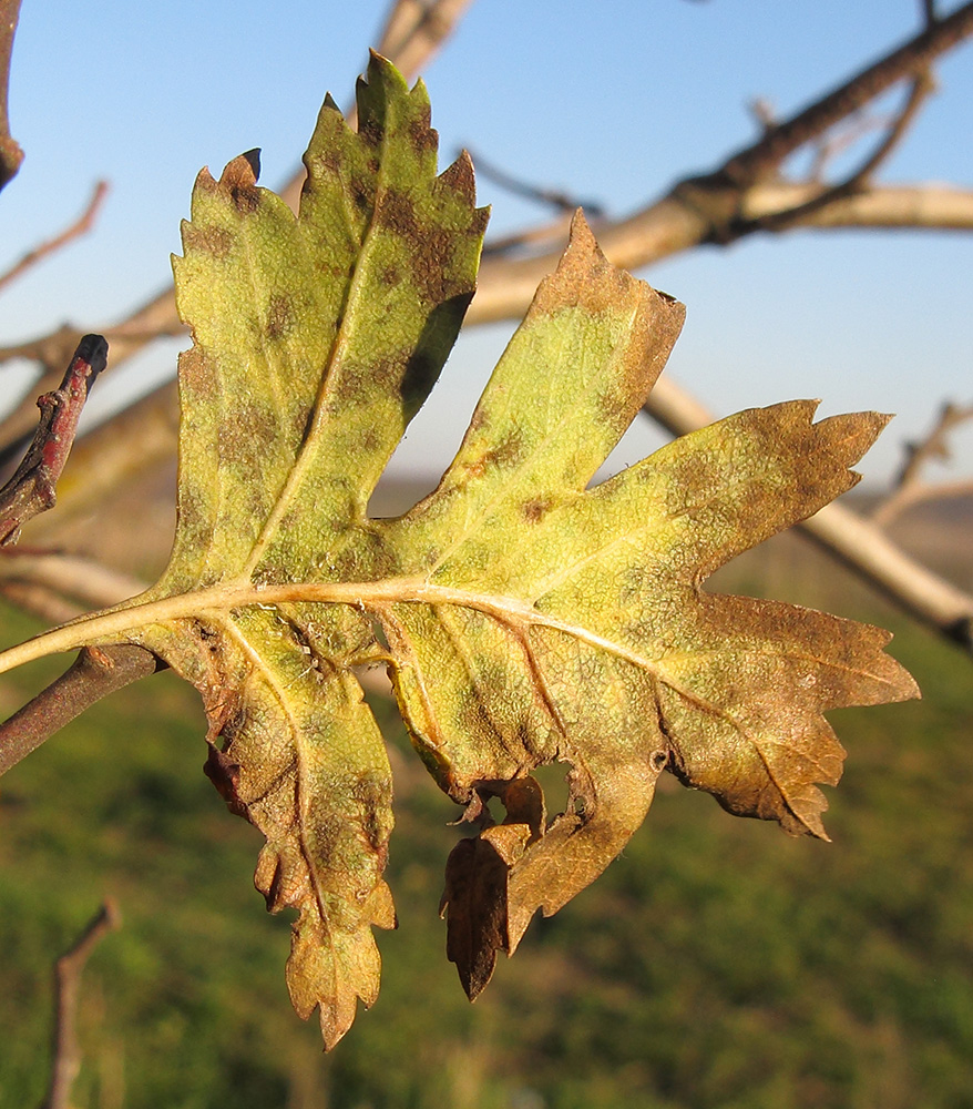 Изображение особи Crataegus rhipidophylla.