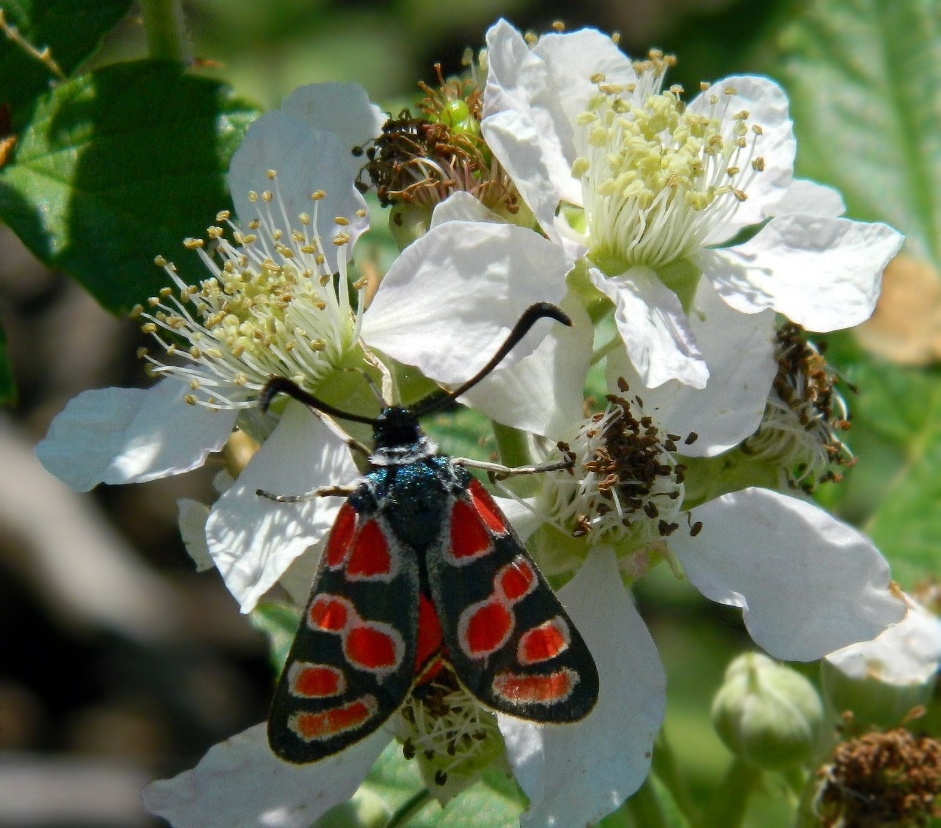 Изображение особи Rubus caesius.