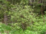 Ribes pallidiflorum. Цветущее растение. Хабаровский край, Ванинский р-н, окр. пос. Высокогорный, пихтово-еловый лес в верховьях р. Сенокосный. 08.06.2013.