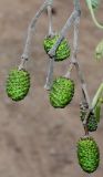 Alnus hirsuta. Невызревшие соплодия. Германия, г. Дюссельдорф, Ботанический сад университета. 14.08.2013.