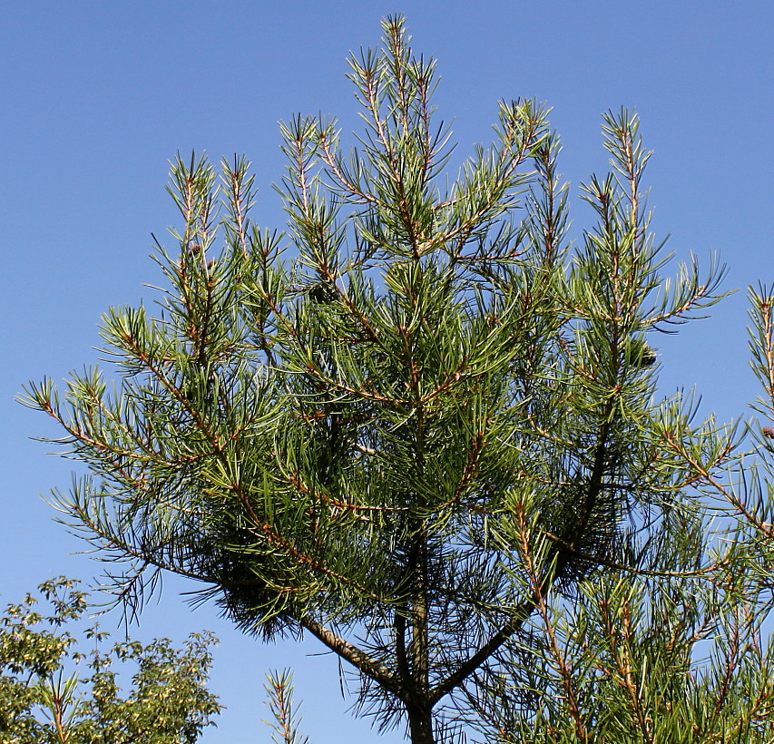Image of Pinus bungeana specimen.