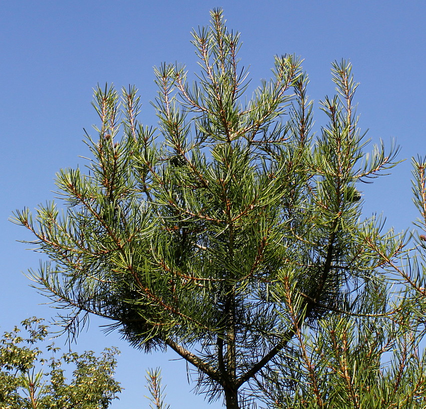 Изображение особи Pinus bungeana.