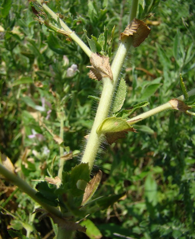 Image of Ononis arvensis specimen.