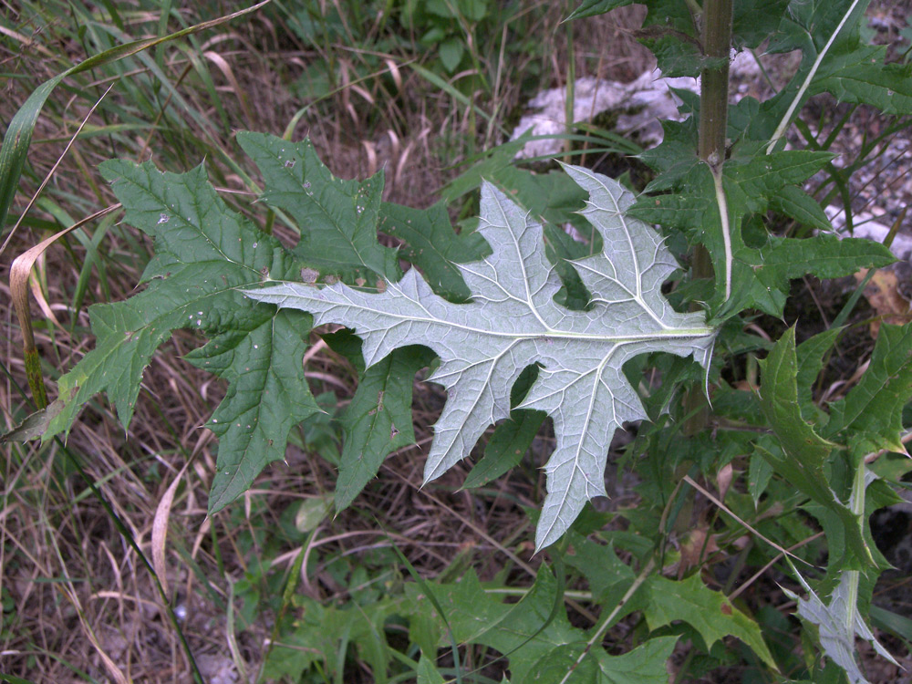 Изображение особи Echinops sphaerocephalus.