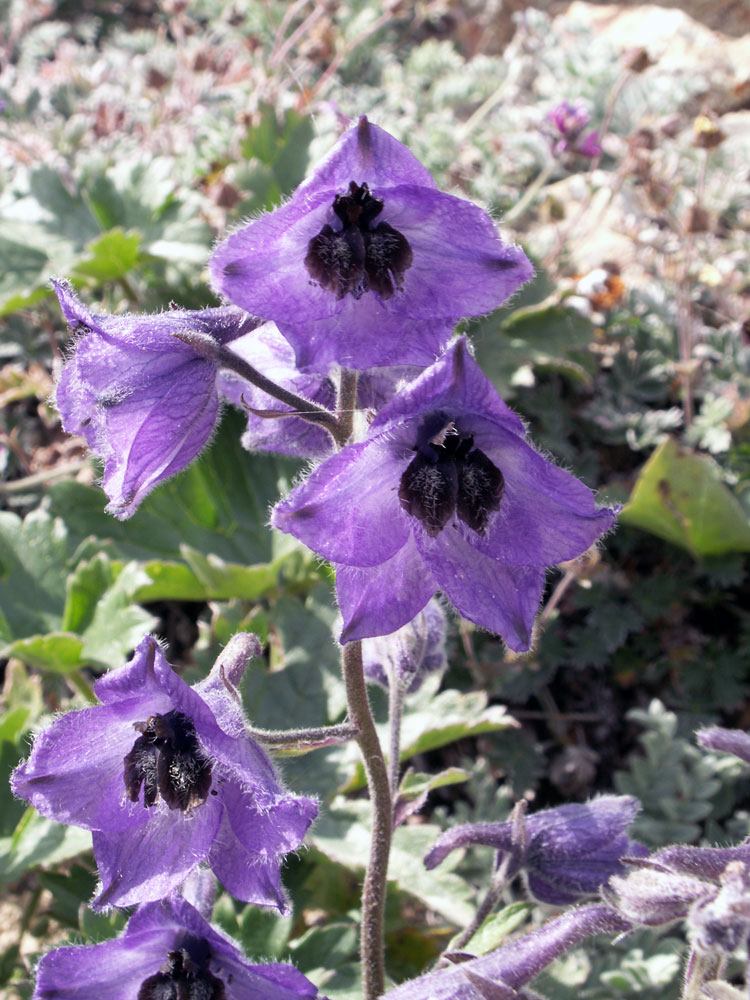 Image of Delphinium oreophilum specimen.