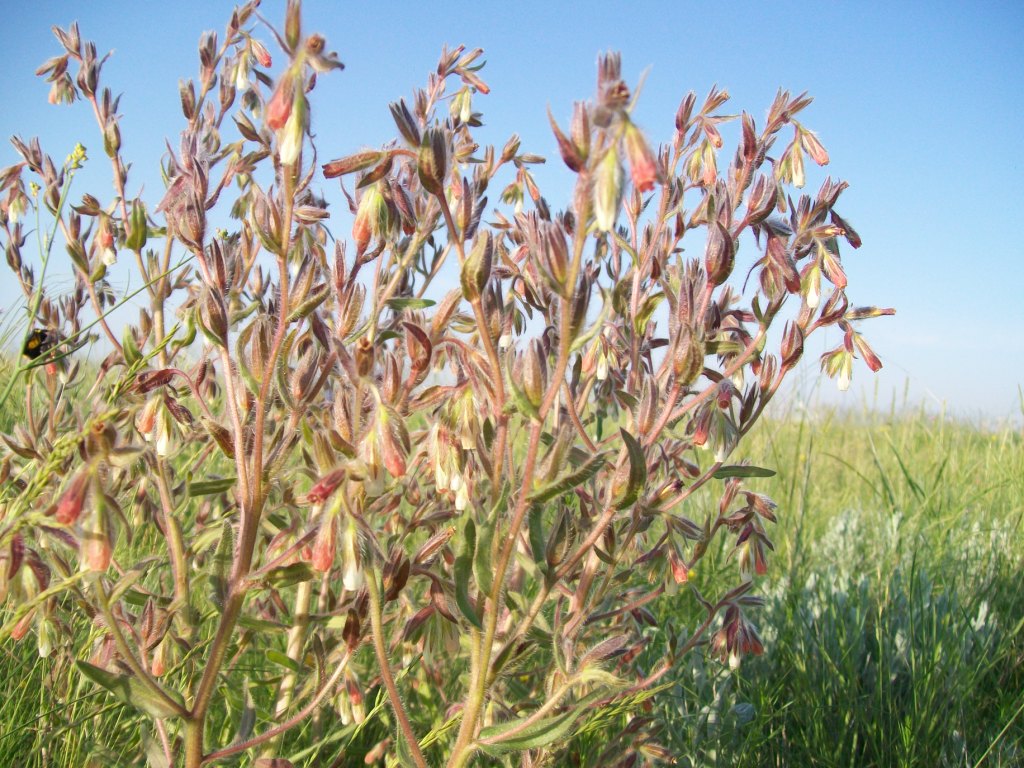 Изображение особи Onosma polychroma.