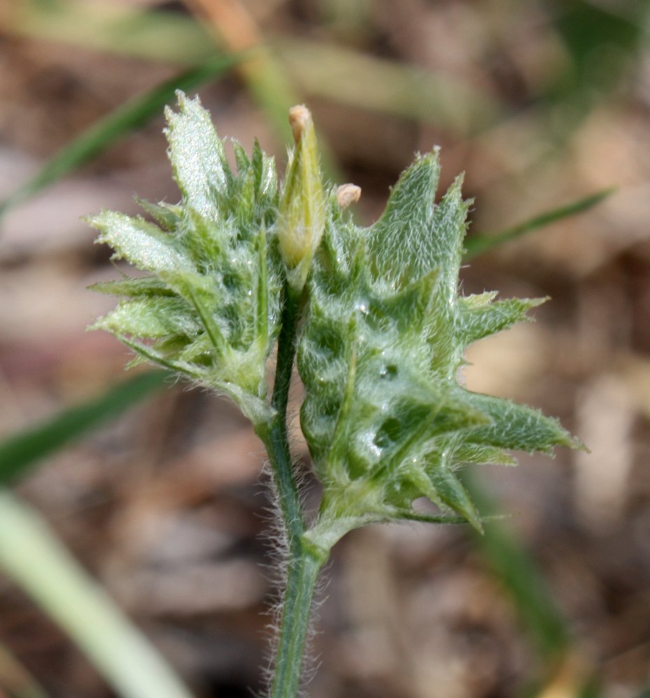 Изображение особи Onobrychis crista-galli.